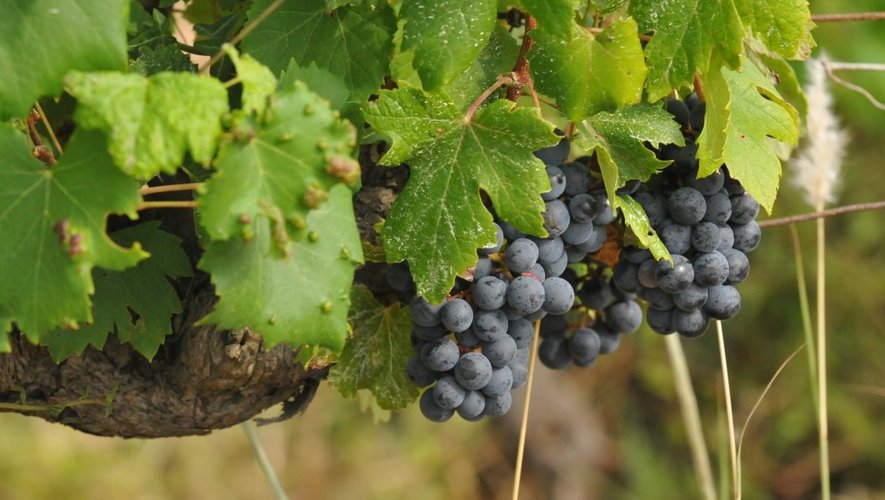 vignes st jean